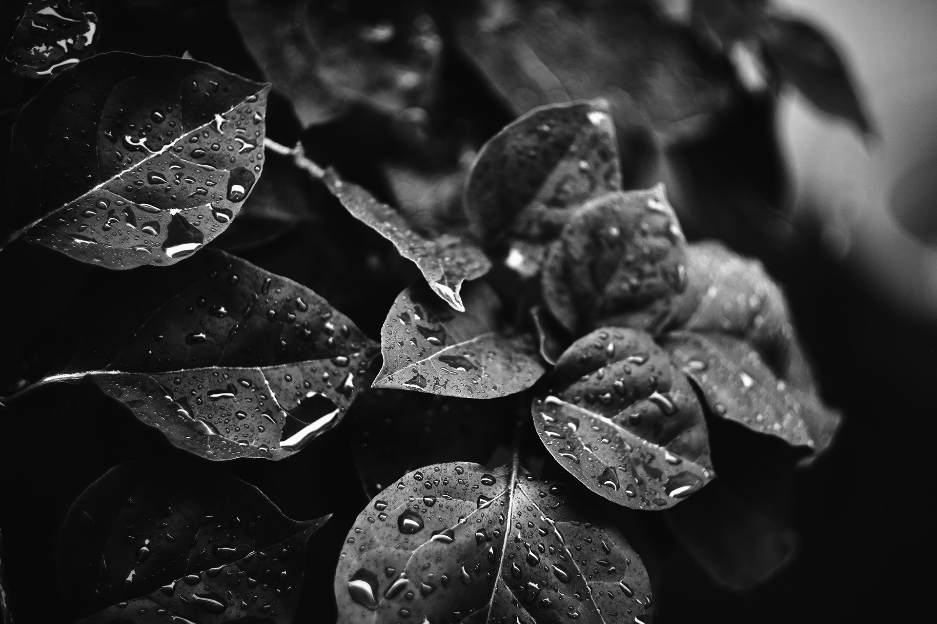 vecteezy_selective-focus-photography-green-leaf-plant-with-dew_1758845 Fascietherapie