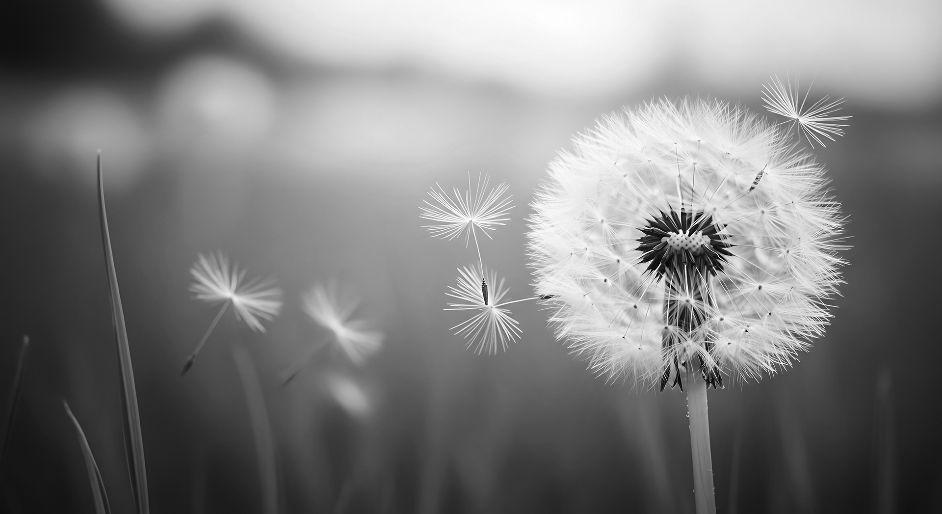 Dandelion Flower with Floating Seeds in Soft Focus Natural Light holistische fysiotherapie Breda